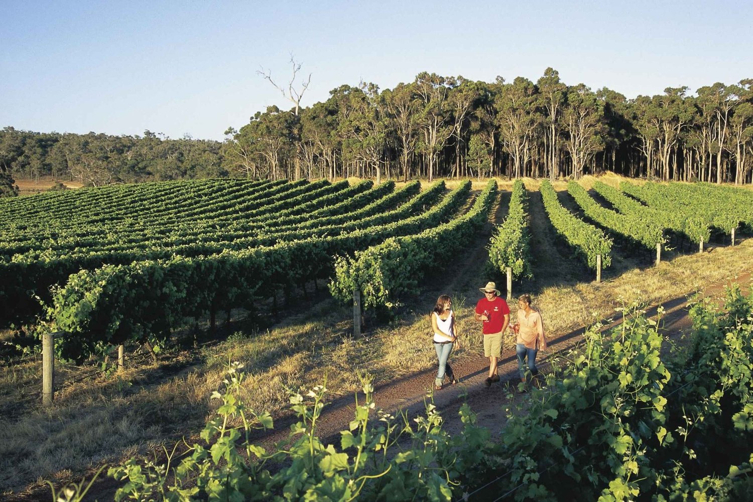 Margaret River, Schokolade, Wein und Küste – Tagestour ab Perth