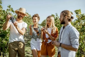 Margaret River’s Wine & Chocolate Odyssey: Private Tour