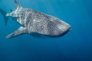 Perth: 7 dages Exmouth Explorer & Ningaloo Reef retur Perth