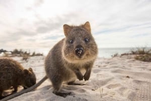 【Perth】7 Days Perth & Rottnest Island Packages