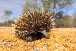 Perth: 8-Day Exmouth Tour with Ningaloo Reef Comfort Tour