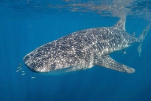Perth: 8-Day Exmouth Tour with Ningaloo Reef Comfort Tour