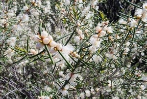 Perth: Experiencia de senderismo por las rocas de Abisinia