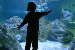Perth: Ingressos AQWA Aquarium of Western Australia