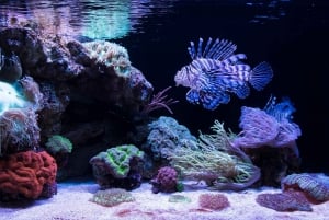 Perth: Länsi-Australian AQWA Aquarium -pääsyliput