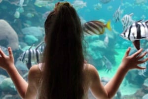 Perth: Inträdesbiljetter till AQWA Aquarium of Western Australia