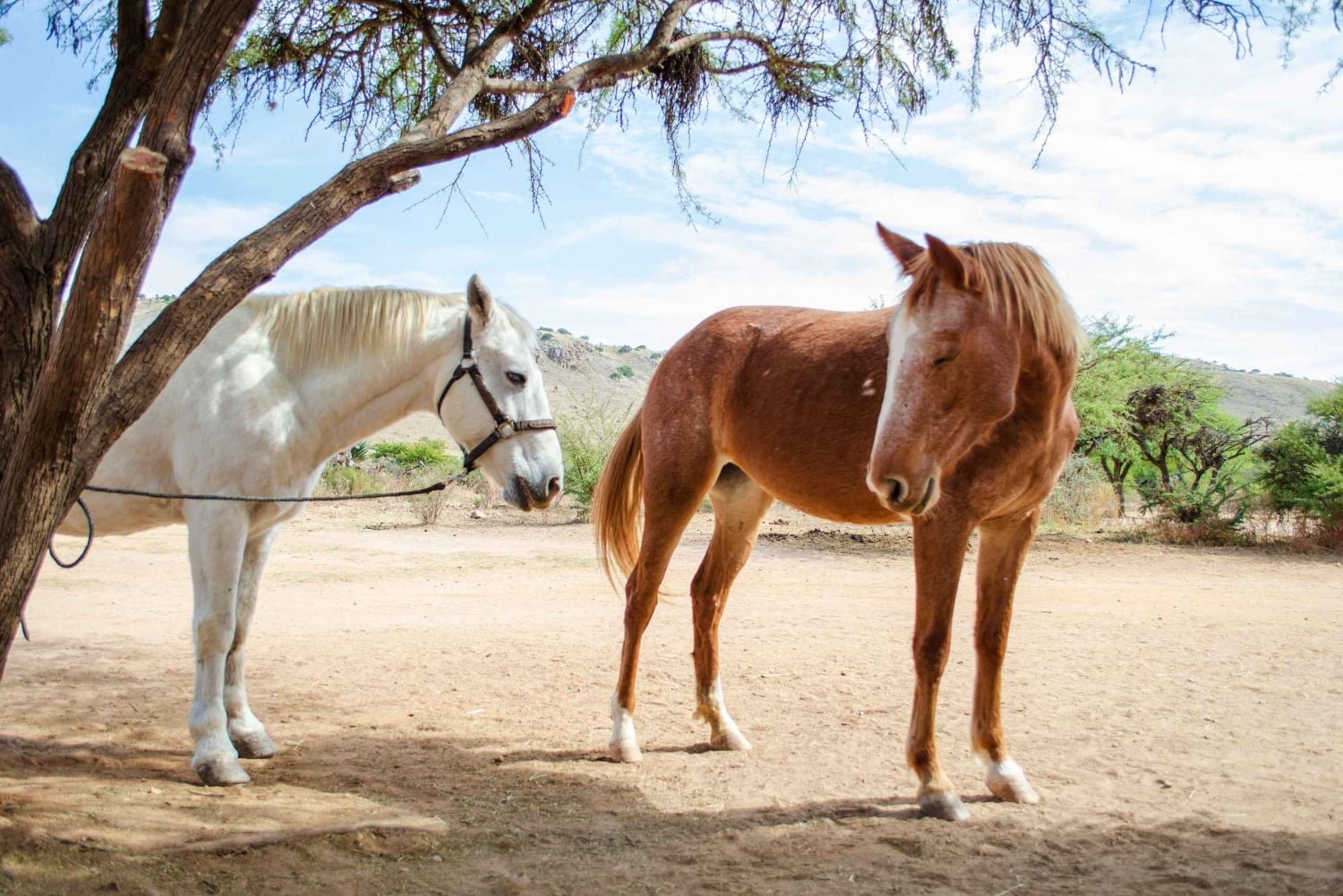 Perth, Australien: 1 timmes naturskön ridtur