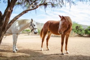 Perth, Australien: 1 timmes naturskön ridtur