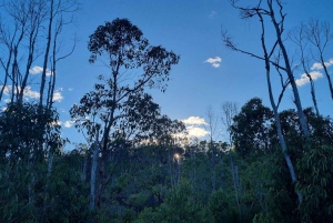 Perth: Wędrówka po dolinie Bickley z poranną herbatą