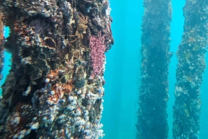 Perth : visite guidée d'une journée complète de la jetée de Busselton