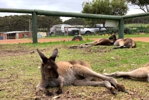 Perth : visite guidée d'une journée complète de la jetée de Busselton