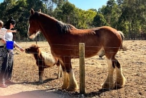 Perth : visite guidée d'une journée complète de la jetée de Busselton