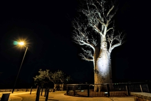 Perth: City Lights Instagram Bus Tour with Dessert