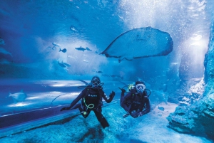 Perth: Diving with Sharks and Admission to AQWA