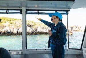 Perth: Delfin- og dyrelivscruise med Fish & Chips