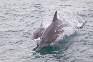 Perth: Delfin- och djurlivskryssning med Fish & Chips