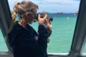 Perth: Crucero con delfines y fauna salvaje con Fish & Chips