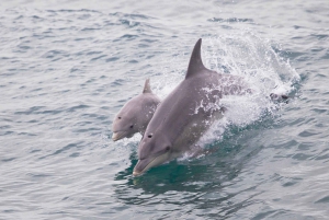 Perth: Dolphin, Sealions & Wildlife Cruise with Fish n Chips