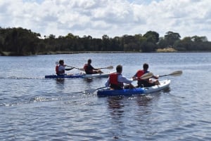 Perth: tour guidato in kayak intorno alle zone umide del fiume Canning