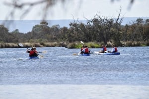Perth: tour guidato in kayak intorno alle zone umide del fiume Canning