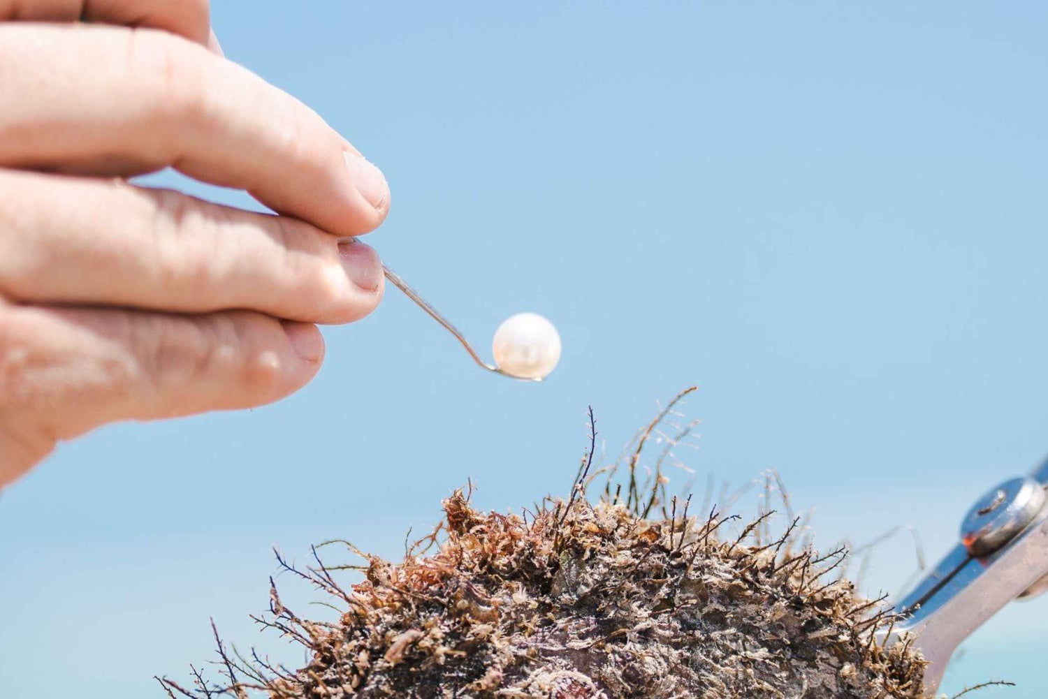 Perth: Zbierz swoją własną perłę