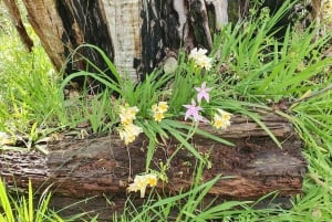 Perth: Kings Park Wildflower Festival rondleiding op de fiets