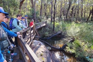 Perth: Kitty's Gorge -vaellus aamuteellä