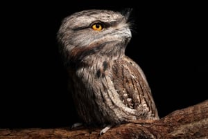 Perth: Nocturnal Night Stalk tour with WA Wildlife Encounter