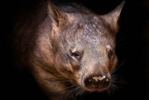 Perth: Nocturnal Night Stalk tour with WA Wildlife Encounter