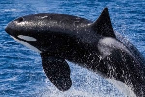 Perth: Orca Cruise, Scenic Flight, and Camel Farm 5-Day Tour