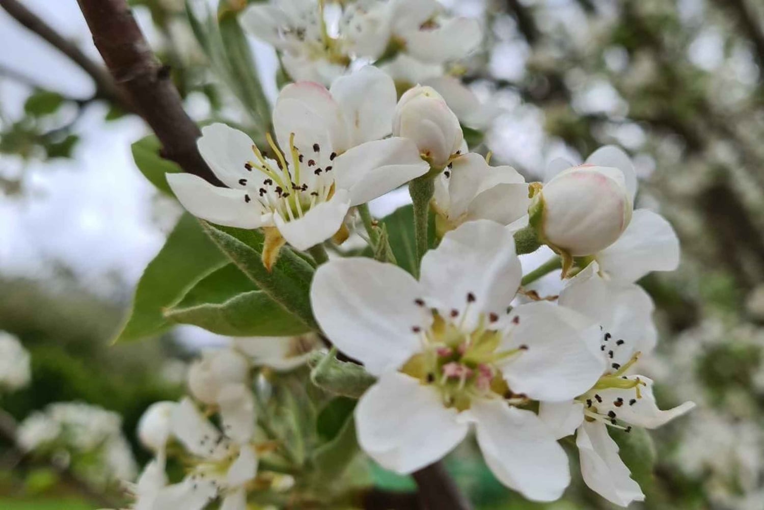 Perth: Caminata, vino y cena en las colinas de Perth