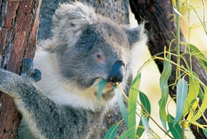 Perth: Pinnacle Desert Sunset and Stargazing with Dinner