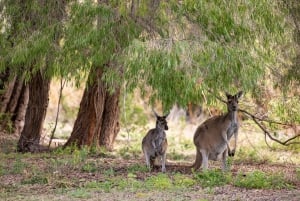 Perth: Pinnacles Desert Lobster Tour ja aamutee