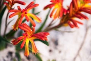 Perth: Pinnacles Desert Lobster Tour ja aamutee