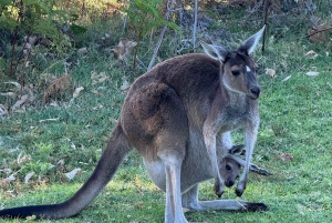 Perth: Pinnacles, Lavender Field, Koalas and Kangaroos Tour