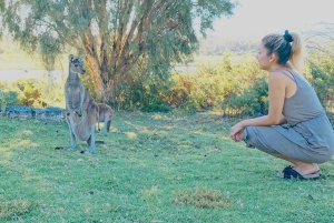 Perth: Pinnacles, Lavender Field, Koalas and Kangaroos Tour