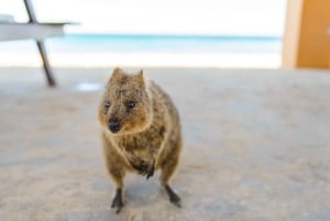 Perth: Rottnest Island Fähre, Fahrrad, Kaffee und Hummerbrötchen