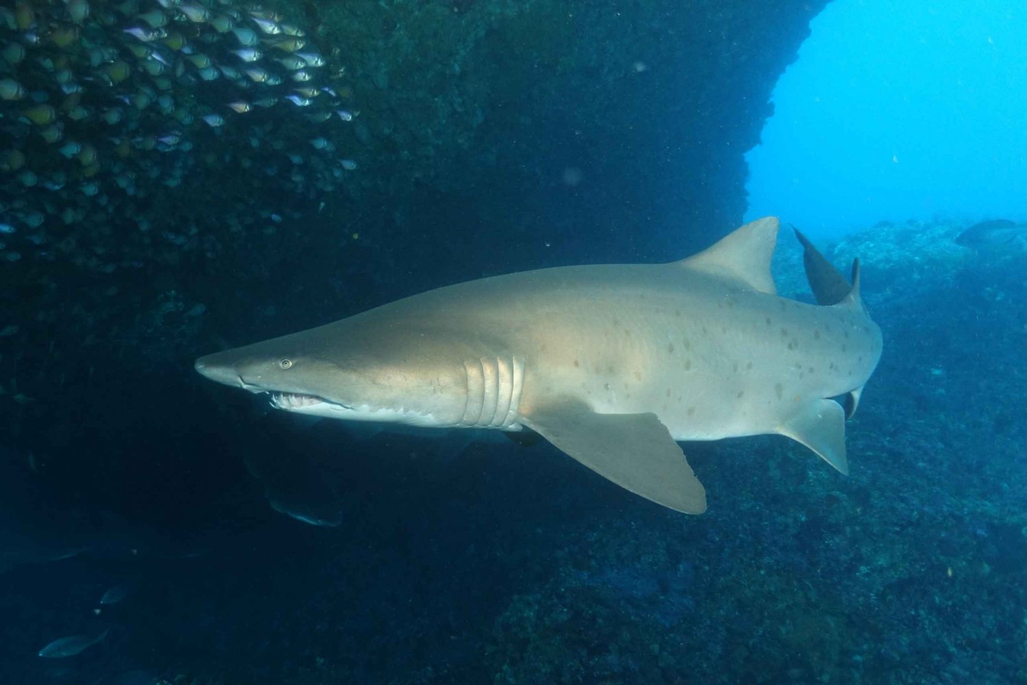 Perth Rottnest Island Scuba Diving dagsutflykt