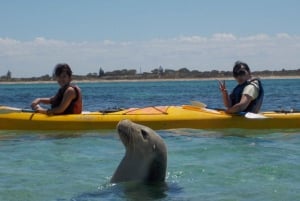 Perth: Passeio de caiaque no mar do Parque Marinho das Ilhas Shoalwater