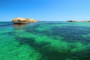 Perth: Shoalwater Islands Snorkel, Wildlife & Seafood Cruise