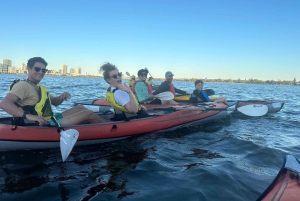 Perth: Kajaktocht op de Swan River met wijn en kaas