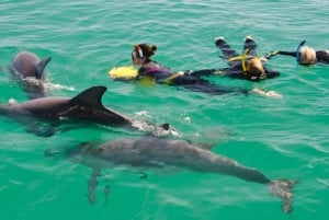 Schwimmen mit wilden Delfinen