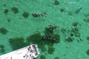 Perth : Excursion de nage avec des dauphins sauvages