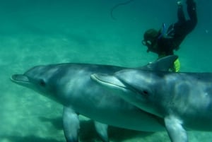 Simma med vilda delfiner