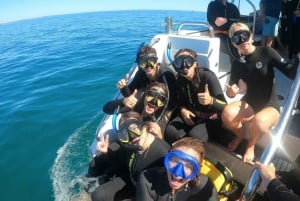 Perth : Excursion de nage avec des dauphins sauvages