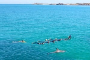 tour de nado con delfines salvajes