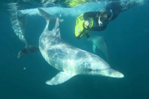 tour zwemmen met wilde dolfijnen