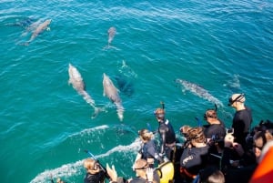 Svøm med ville delfiner