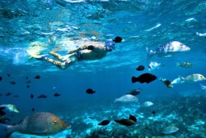 Perth nach Exmouth und zurück mit Monkey Mia und Ningaloo Reef