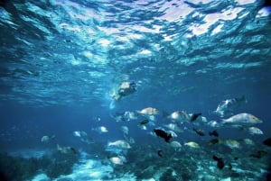 Perth nach Exmouth und zurück mit Monkey Mia und Ningaloo Reef